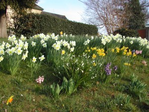 Spring flowers in the sunshine