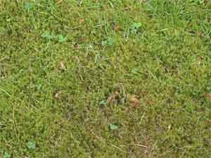 Is moss ruining your lawn?